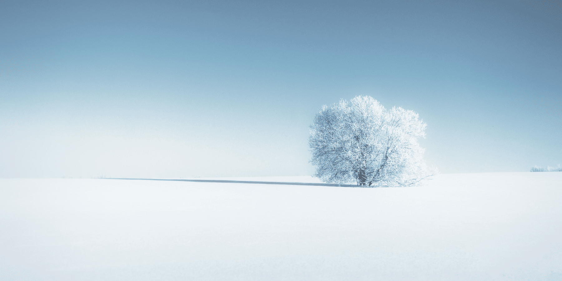 Clear Snow Covered Tree