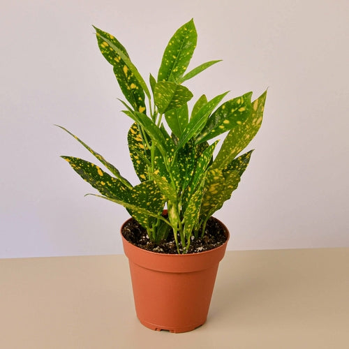 Croton &#39;Gold Dust&#39;