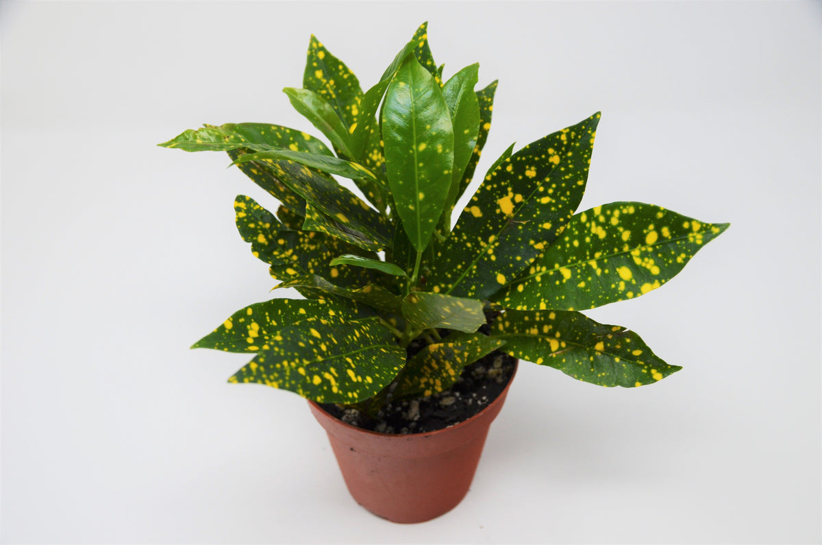 Croton &#39;Gold Dust&#39;