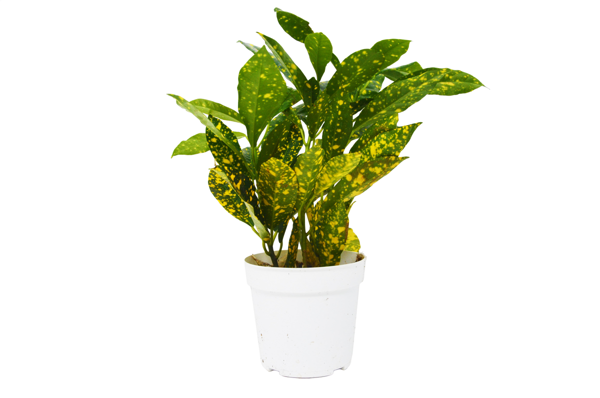 Croton &#39;Gold Dust&#39;