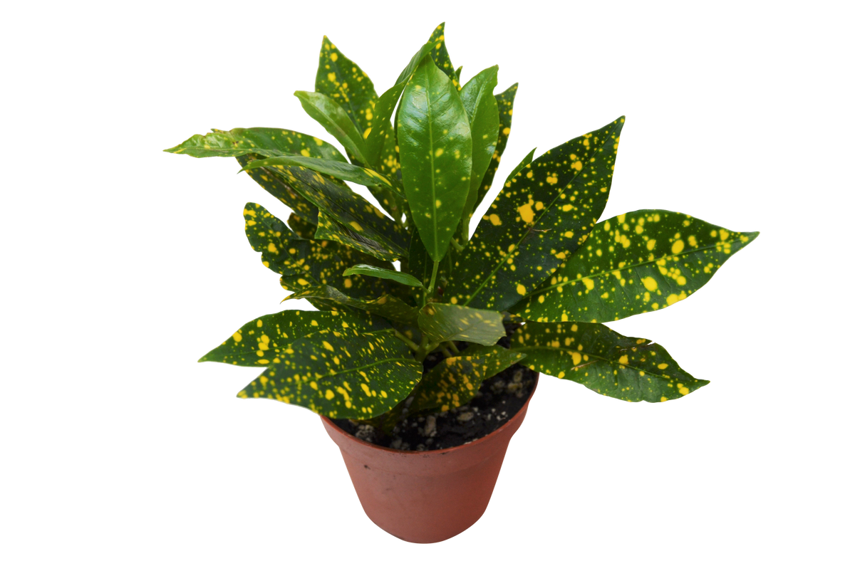 Croton &#39;Gold Dust&#39;