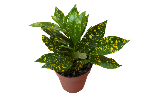 house plant shop croton 'gold dust Croton 'Gold Dust'
