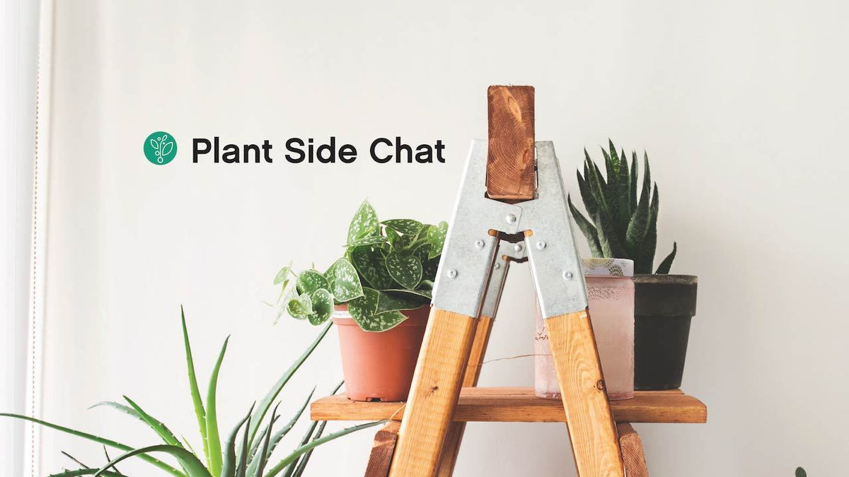 Croton &#39;Gold Dust&#39;